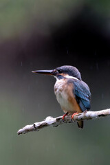 Beautiful bird in Asian, It is a kind of bird found in Thailand.