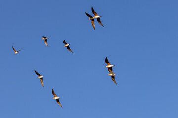 Beautiful bird in Asian, It is a kind of bird found in Thailand.