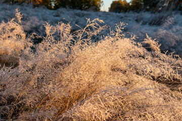 Morning frost on a field in autumn. Warm sunlight. 