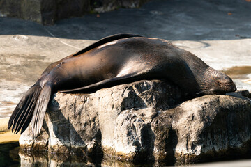 Sea lions (Otariidae) and seals are marine mammals, spending a good part of each day in the ocean to find their food. A sea lion lies and rests on a stone by the water
