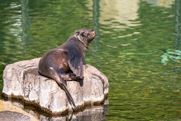 Sea lions (Otariidae) and seals are marine mammals, spending a good part of each day in the ocean to find their food. A sea lion lies and rests on a stone by the water
