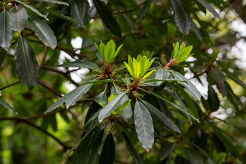 Young magnolia leaves on a branch. Magnolia grandiflora, commonly known as the southern magnolia or bull bay