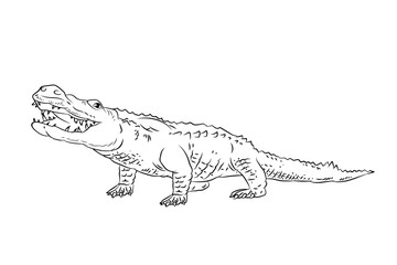 Vector image of a crocodile. Black and white drawing coloring book for children. Emblem.