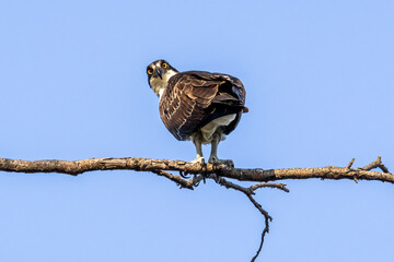 bird of prey