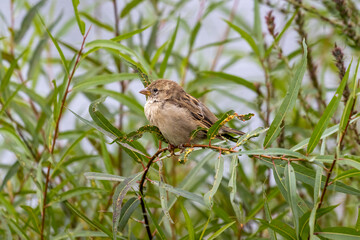 robin on a branch