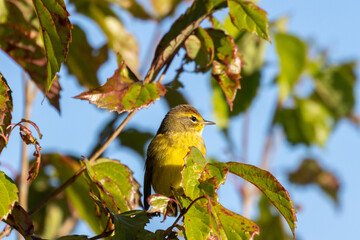 yellow bird on a branch