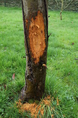 roebuck damage to a tree trunk 