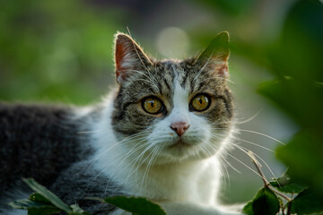 Adult tabby cat in a garden