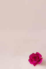 Pink rose on a light beige background.