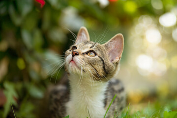 Tabby kitten in a summer garden - 539670280