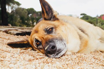 Beautiful border german shepherd dog lying on the sand looking at the camera.Relaxed brown dog.