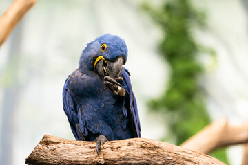 Loving Blue Hyacinth macaws sitting on the branch. Animal love.