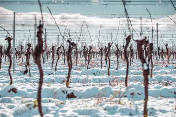 Weingarten im Winter Wonder Land