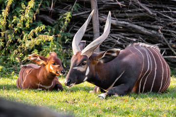 The bongo (Tragelaphus eurycerus) is a herbivorous, mostly nocturnal forest ungulate. Bongos are characterised by a striking reddish-brown coat, black and white markings. Family with baby.