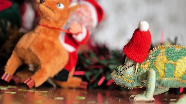 colorful funny chameleon in Christmas red Santa hat. New Year ans holiday party concept.
