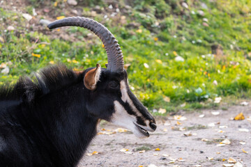 The sable antelope (Hippotragus niger) is an antelope which inhabits wooded savanna in East and...