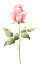 Fototapeta premium Watercolor pink rose isolated.