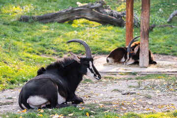 Obraz na płótnie Canvas The sable antelope (Hippotragus niger) is an antelope which inhabits wooded savanna in East and Southern Africa, from the south of Kenya to South Africa, with a separate population in Angola.