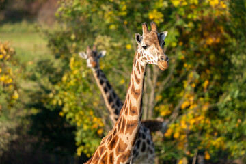 Two Rothschild giraffes, Giraffa camelopardalis rothschildi, against autumn foliage background. This subspecies of Northern giraffe is endangered in the wild.