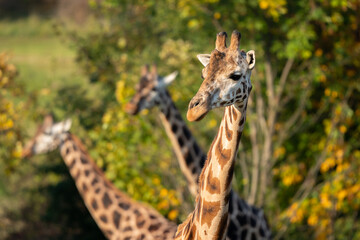 Two Rothschild giraffes, Giraffa camelopardalis rothschildi, against autumn foliage background. This subspecies of Northern giraffe is endangered in the wild.