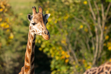 Two Rothschild giraffes, Giraffa camelopardalis rothschildi, against autumn foliage background. This subspecies of Northern giraffe is endangered in the wild.