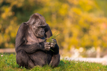 Mountain gorilla in the Bwindi Impenetrable National Park. Gorilla in the natural habitat. Wildlife...