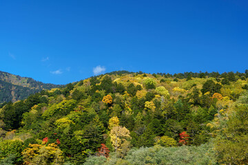 紅葉の山