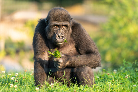 Gorilla baby sitting in the grass and eating. High quality photo with blur bokeh background. Autumn.