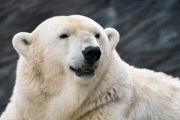 Fototapeta na wymiar Portrait of a polar bear on a grey background.