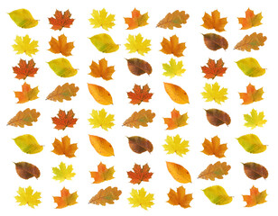 Obraz premium Autumn Leaves Background
