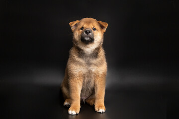 Cute portrait of Red-haired Japanese smiling cute puppy Shiba Inu Dog sitting on isolated black background, front view. Happy pet.