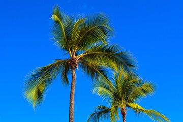 Palm Tree