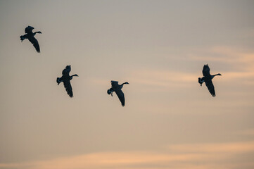 Canada Goose, Branta canadensis - Canada Geese in the flight at Sunrise