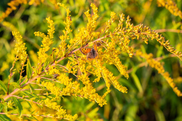 Lycaena phlaeas, the small copper, or common copper butterfly collecting pollen from a yellow flowered plant