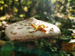 Autumn scenery. Yellow leaf fall on white mushroom