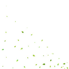 Leaves Green Falling Flying Foliage Leaf Tea Mint