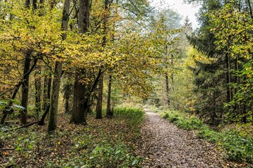 Fototapeta premium Weg durch den bunt gefärbten Mischwald im Oktober
