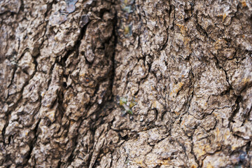dry tree bark texture background.