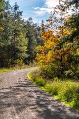 Fototapeta na wymiar Weg durch den bunt gefärbten Mischwald im Oktober