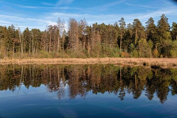 Teich mit Spiegelung der Bäume und Büsche im Herbstwald