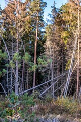  Waldlichtung mit vielen gesch&auml;digten Nadelholzb&auml;umen