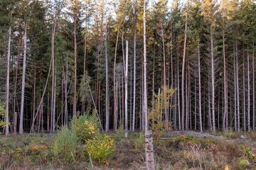  Waldlichtung mit vielen geschädigten Nadelholzbäumen u. a. durch Windbruch
