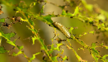 A caterpillar eats a green leaf in the garden. The death of the harvest. Invasion of insects on garden plants. The yellow caterpillar feeds on leaves.Pest control on plants.