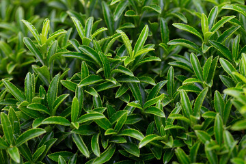 Young sprout in springtime,Closeup. spring green leaves on a bush. A shrub branch on a blurry green background, selective focus. The concept of a new life.