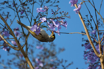 Australian adult Noisy Miner hanging upside down searching for nectar colourful Jacaranda tree blue...