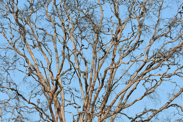 Abstract close-up scene of hundreds of leafless tree branches filling the frame blue sky