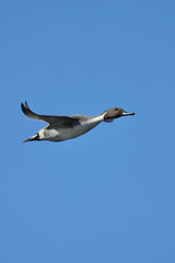 northern pintail in flight