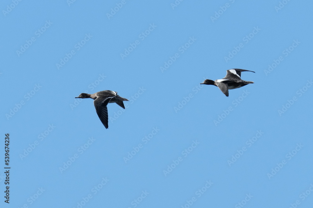 Poster northern pintail in flight