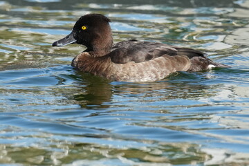 tufted duck in a pond