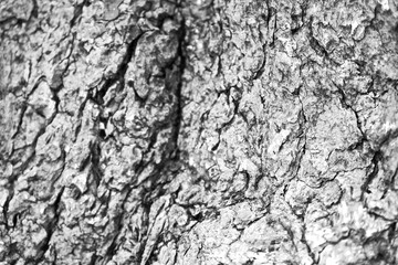 The complex texture of the tree bark. Beautiful natural background